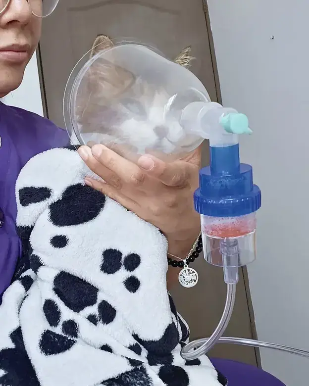 Gato envuelto en una cobija durante una nebulización