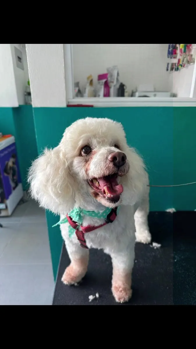 Un poodle blanco recién bañado y peinado