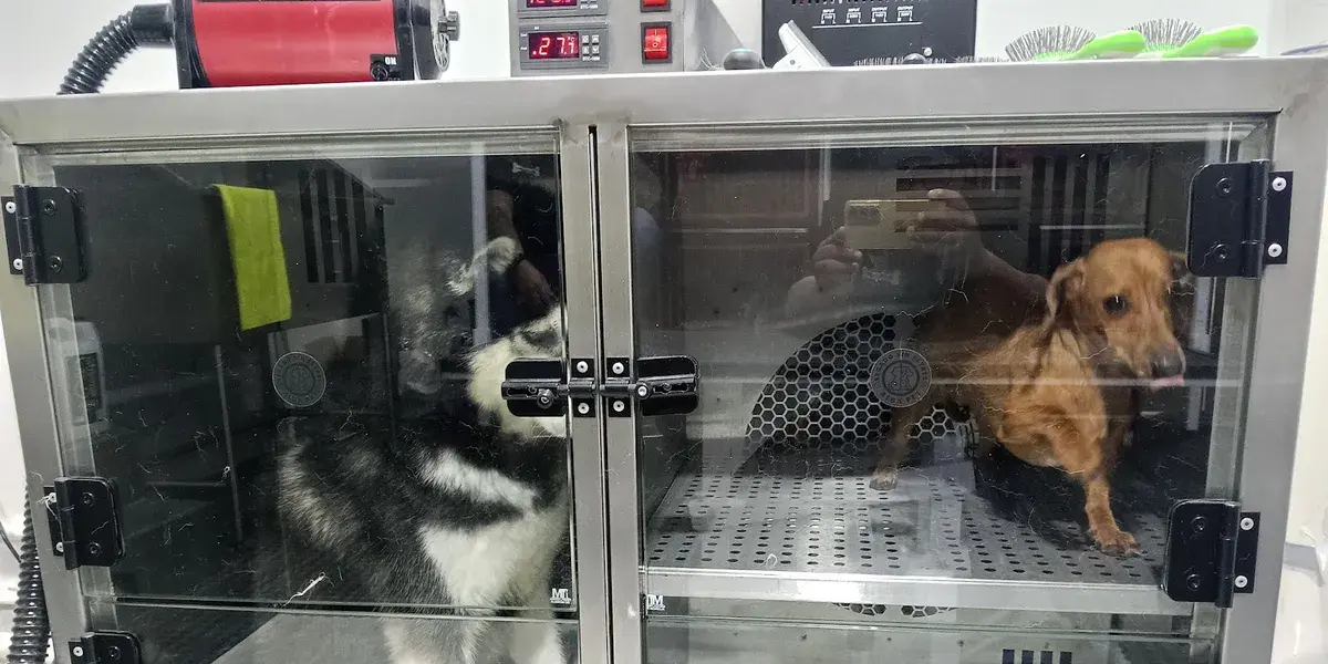 Perros en la cabina de secado