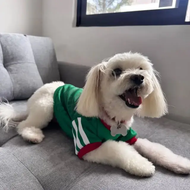 Perro blanco recién bañado sobre un sillón