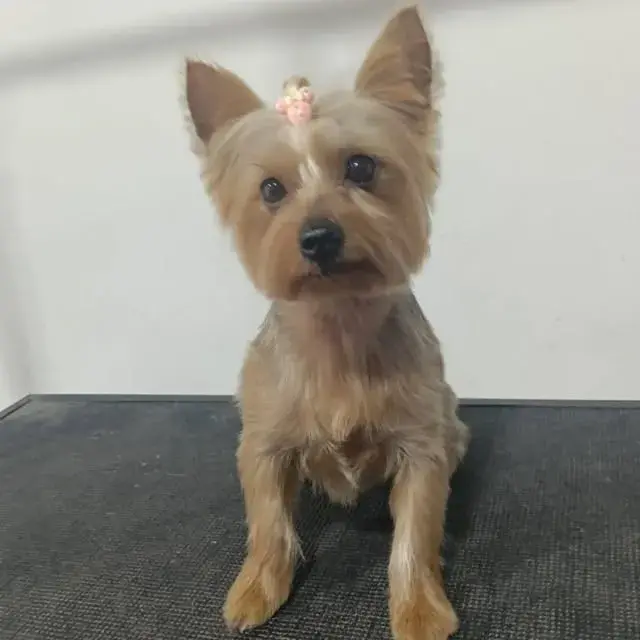 Yorkshire con su corte y un moño