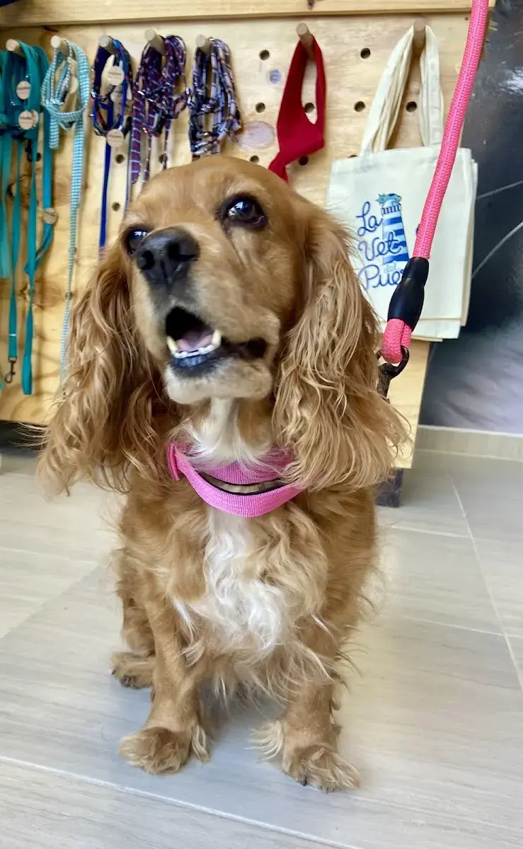 Cocker spaniel en la recepción