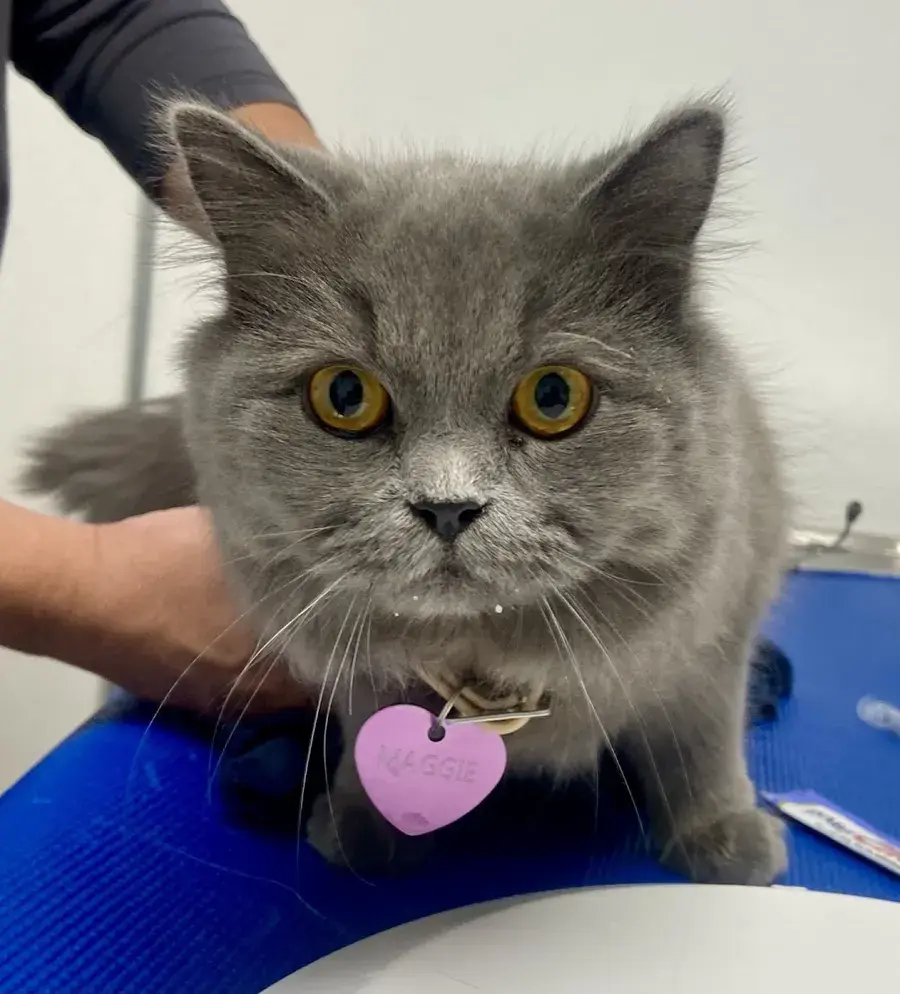 Gato gris en la mesa de consulta